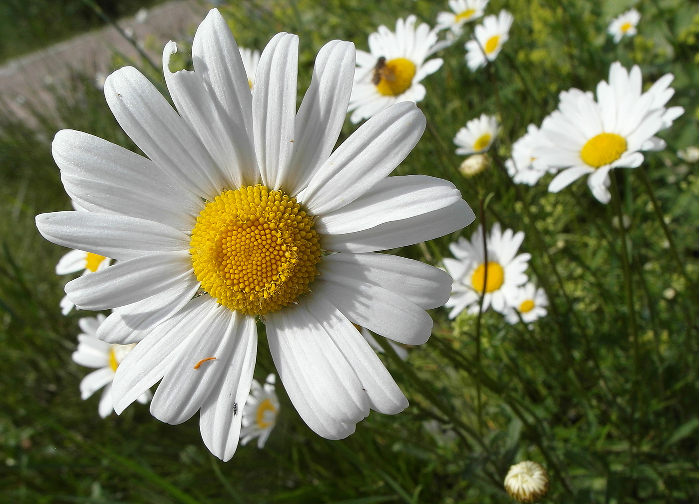 Изображение особи род Leucanthemum.