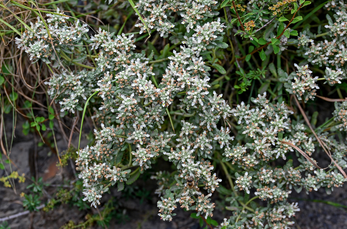 Image of Teucrium capitatum specimen.