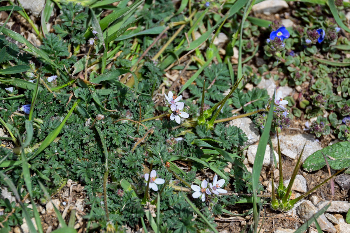 Image of Erodium cicutarium specimen.