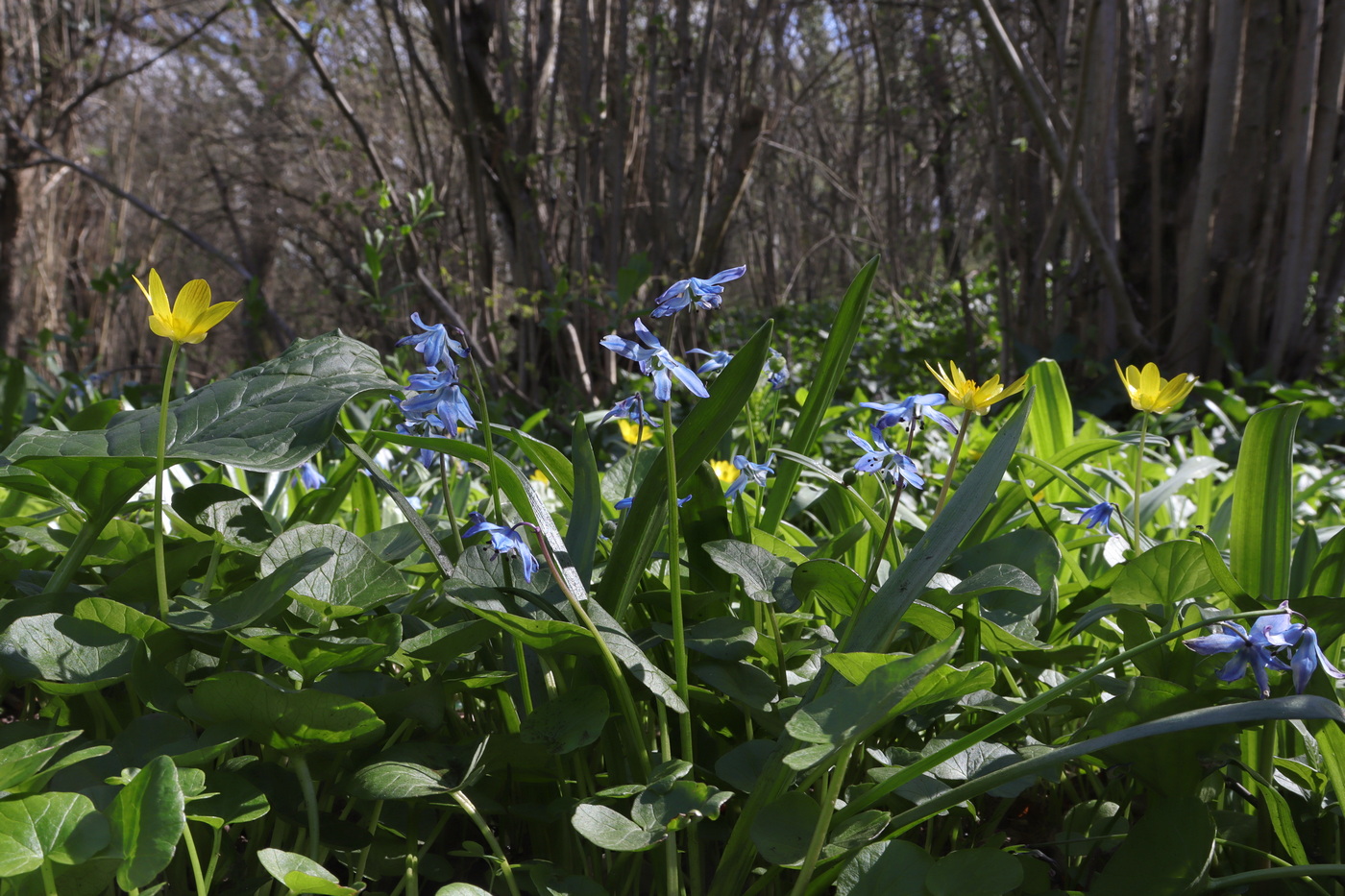 Изображение особи Scilla siberica.