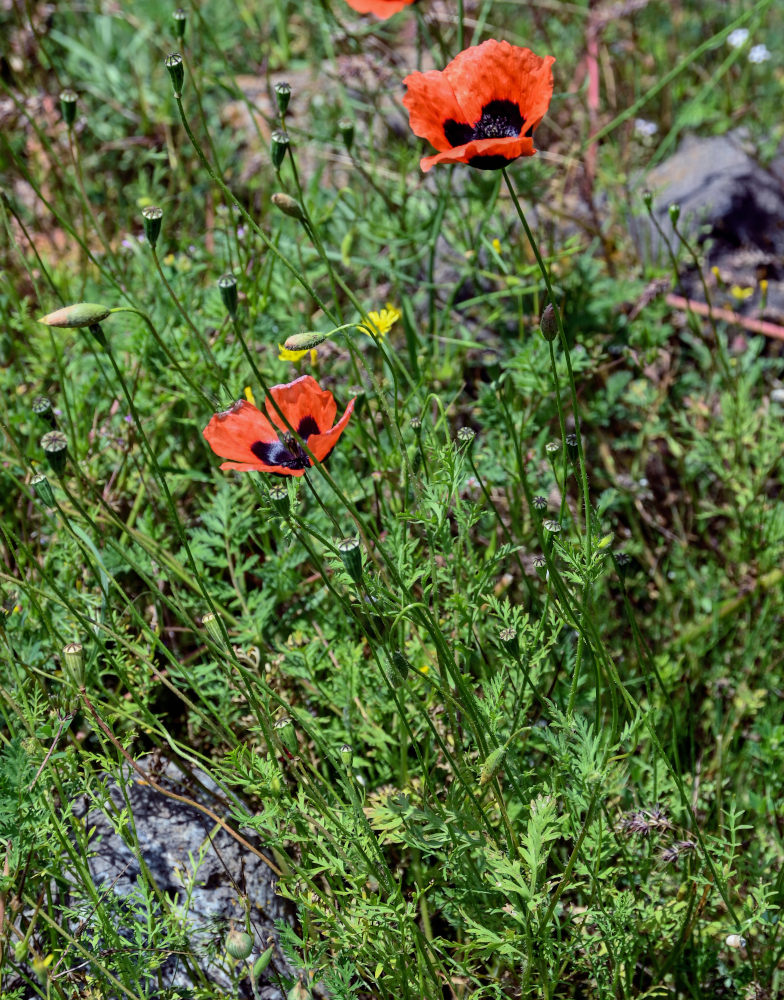 Изображение особи род Papaver.