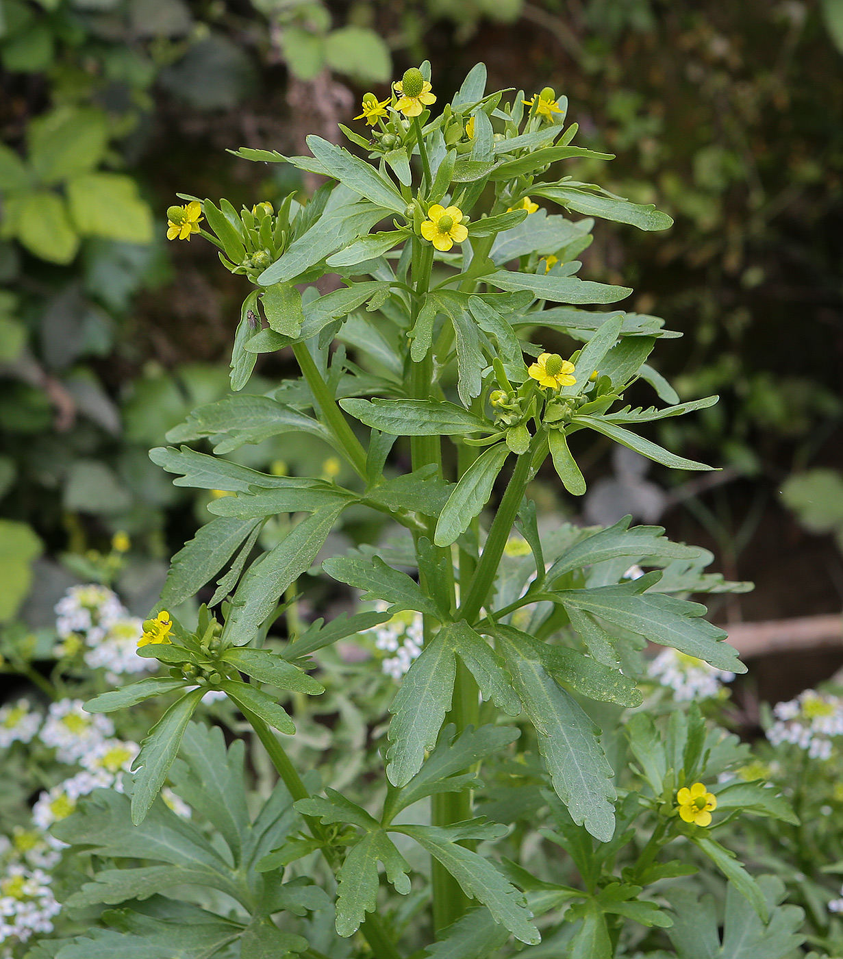 Image of Ranunculus sceleratus specimen.