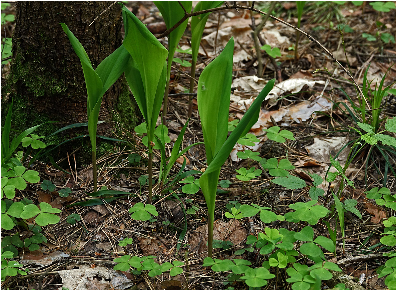 Image of Convallaria majalis specimen.