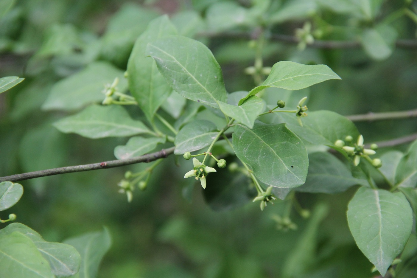 Image of Euonymus europaeus specimen.