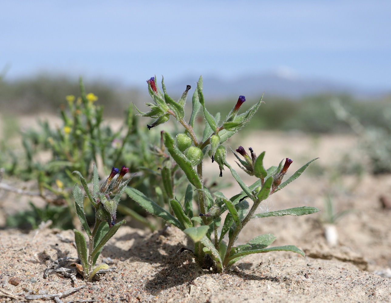 Image of Nonea caspica specimen.