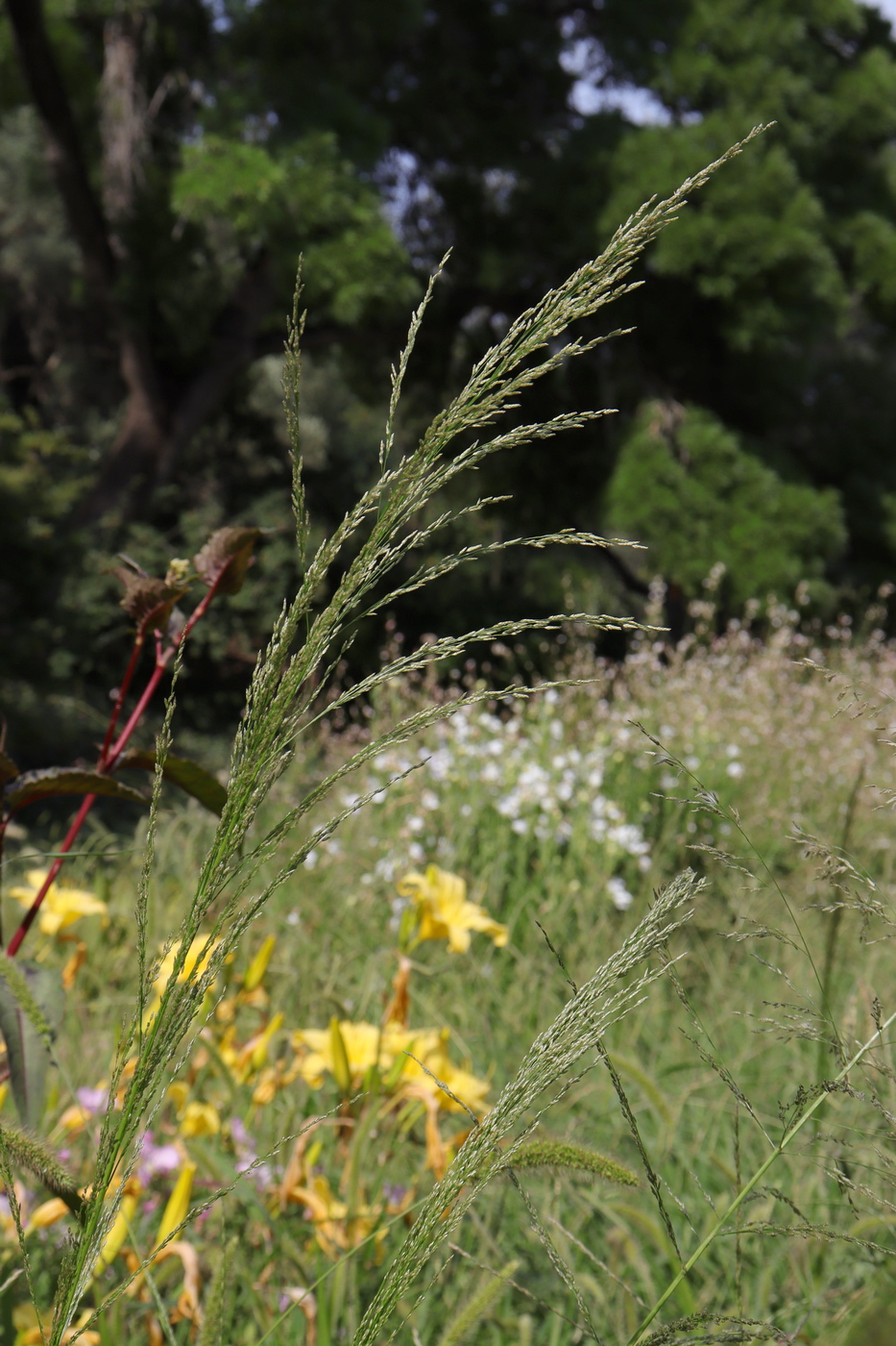 Изображение особи Eragrostis virescens.