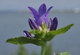 Campanula glomerata. Верхушка побега с соцветием. Приморский край, г. Владивосток, о. Русский, бух. Ахлёстышева, прибрежный луг. 31.07.2023.