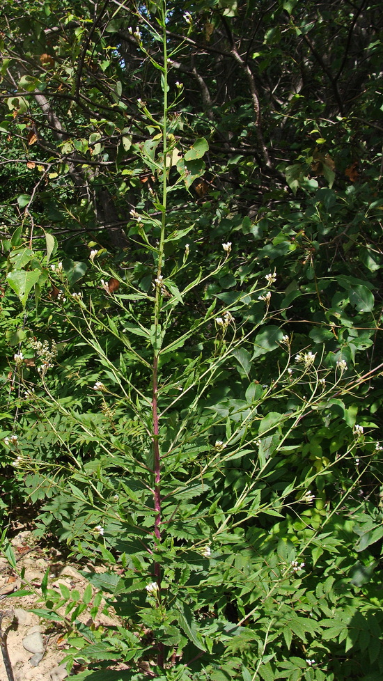 Image of Arabis pendula specimen.