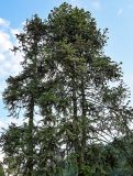 Cunninghamia lanceolata. Кроны взрослых деревьев. Китай, провинция Хунань, национальный парк \"Чжанцзяцзе\", опушка смешанного леса. 06.06.2024.