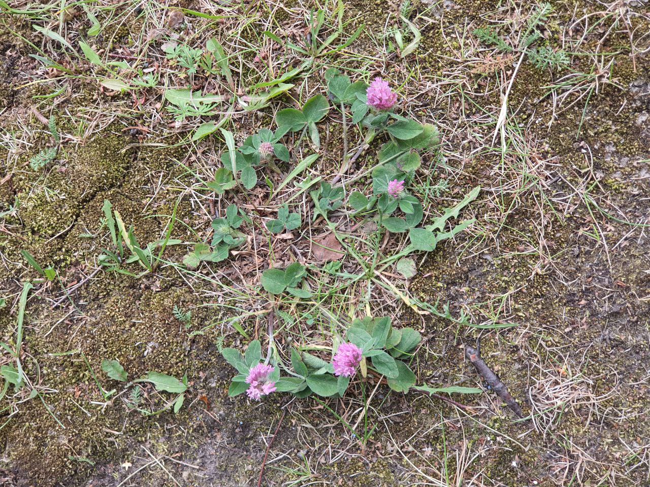 Изображение особи Trifolium pratense.