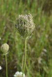 Daucus carota. Соплодие с созревающими плодами. Липецкая обл., Данковский р-н, окр. с. Хитрово близ Преображенского храма, луг на старой залежи. 31 июля 2024 г.