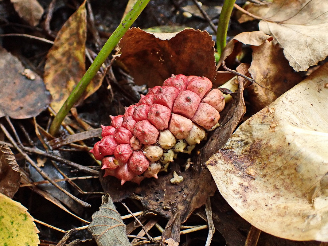 Image of Calla palustris specimen.