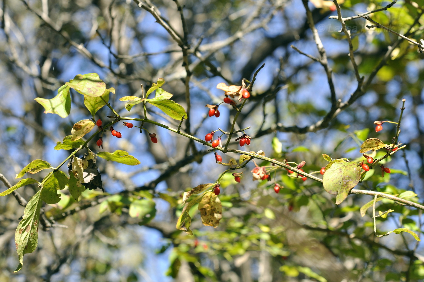 Image of Euonymus sacrosanctus specimen.