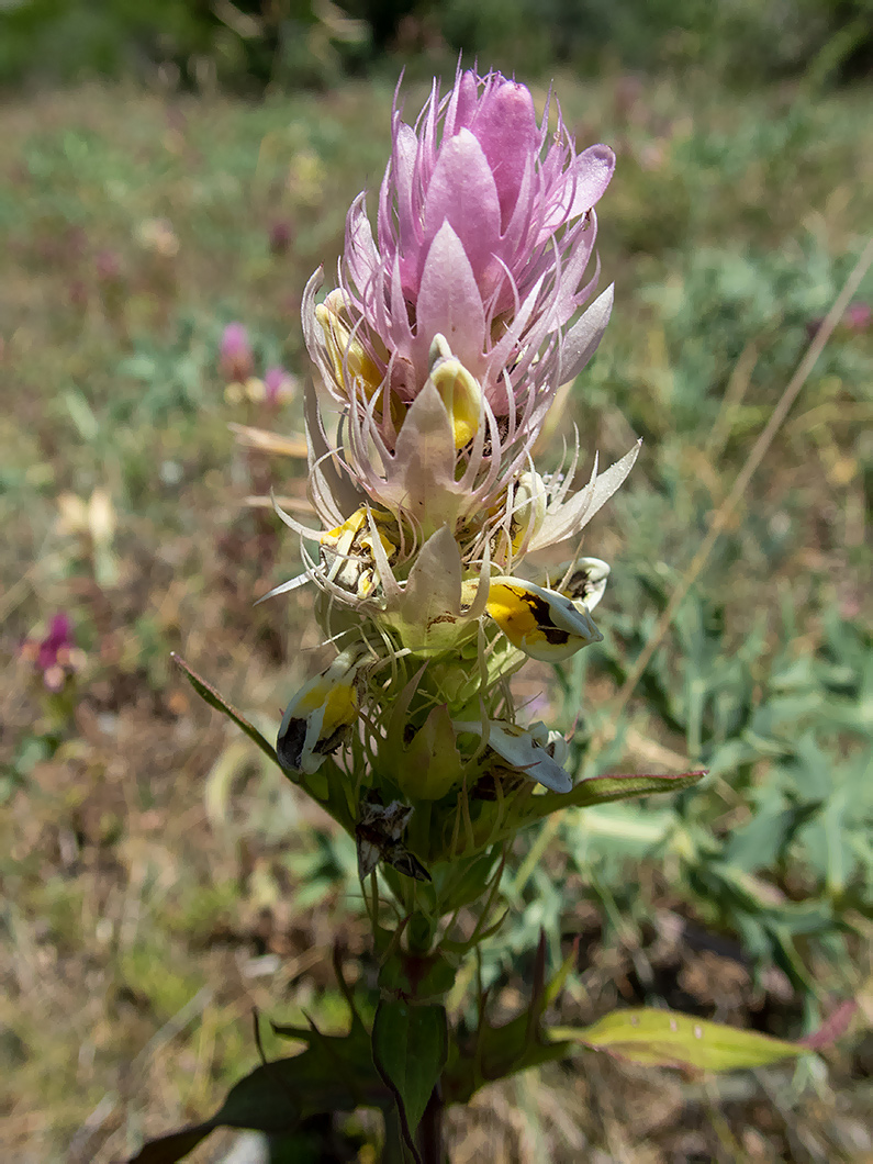 Image of Melampyrum arvense specimen.