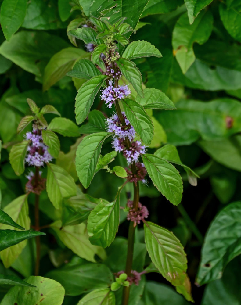 Изображение особи Mentha arvensis.