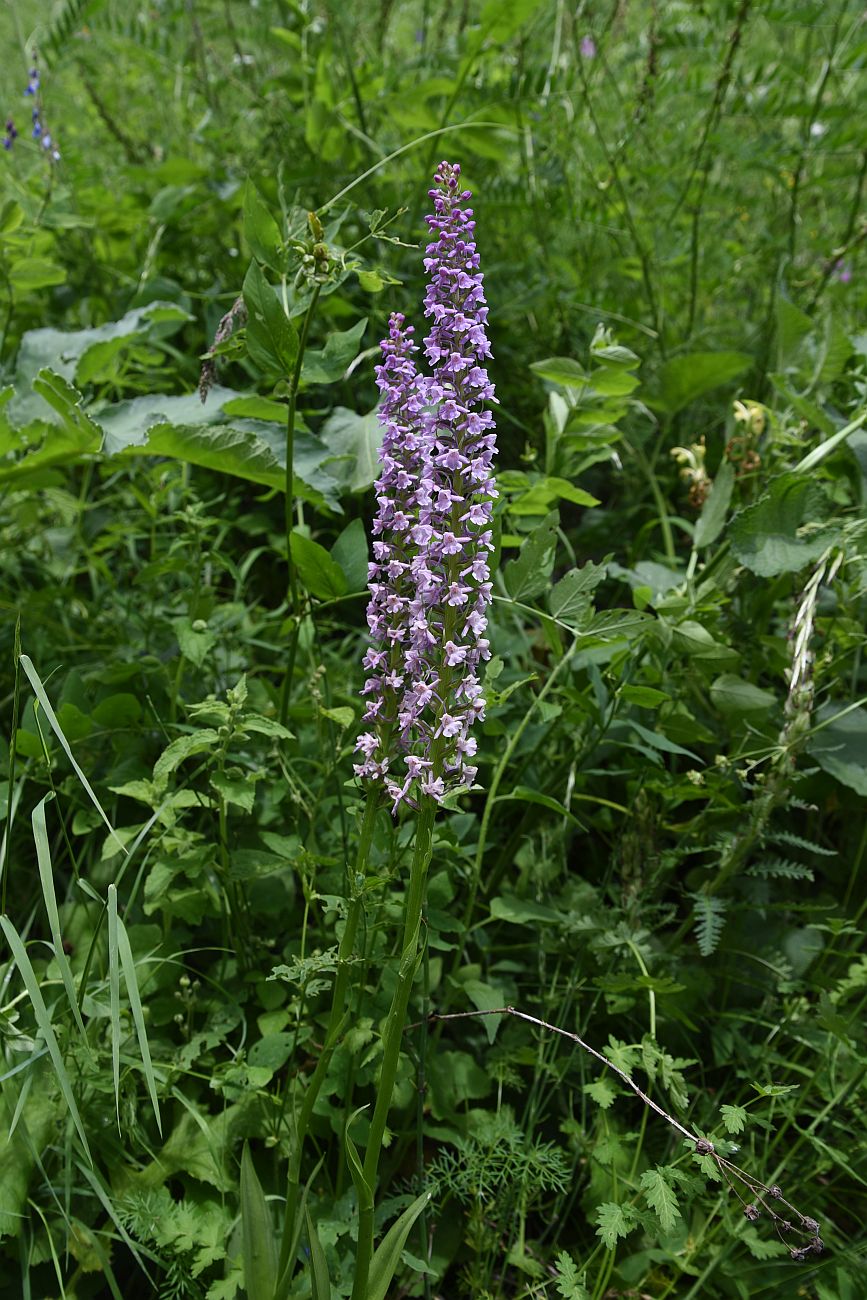 Image of Gymnadenia conopsea specimen.