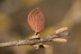 Viburnum lantana. Верхушка побега с прошлогодним листом в осенней окраске и почками. Ростов-на-Дону, Ботанический сад. 02.01.2025.