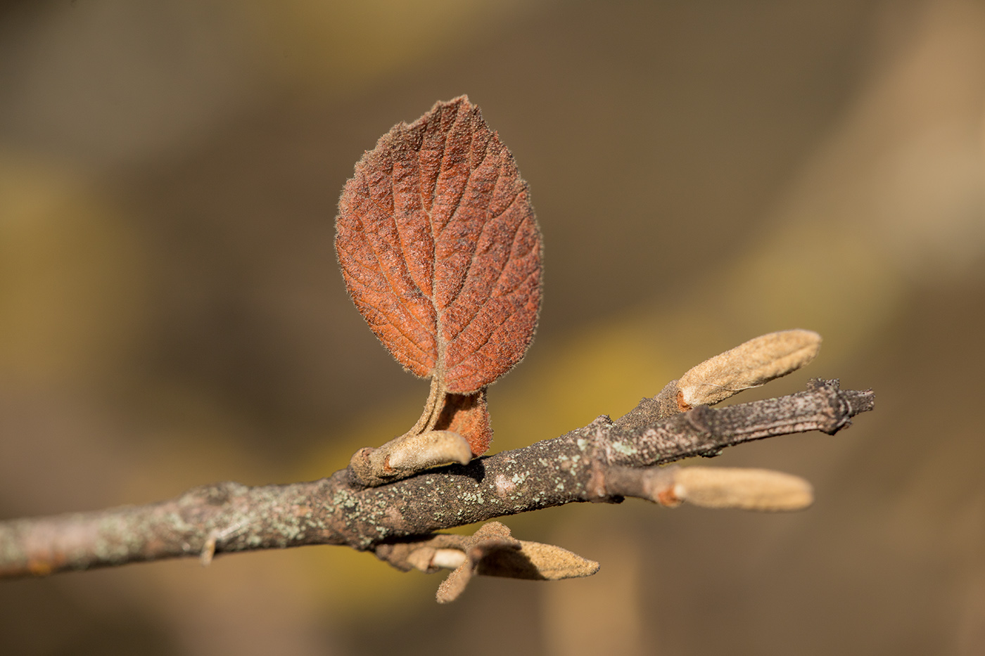 Image of Viburnum lantana specimen.