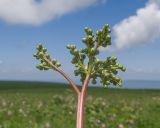 Filipendula vulgaris. Верхушка побега с соцветием в бутонах. Карачаево-Черкесия, Зеленчукский р-н, гора Джисса, ≈ 1600 м н.у.м., субальпийский луг. 14.06.2024.