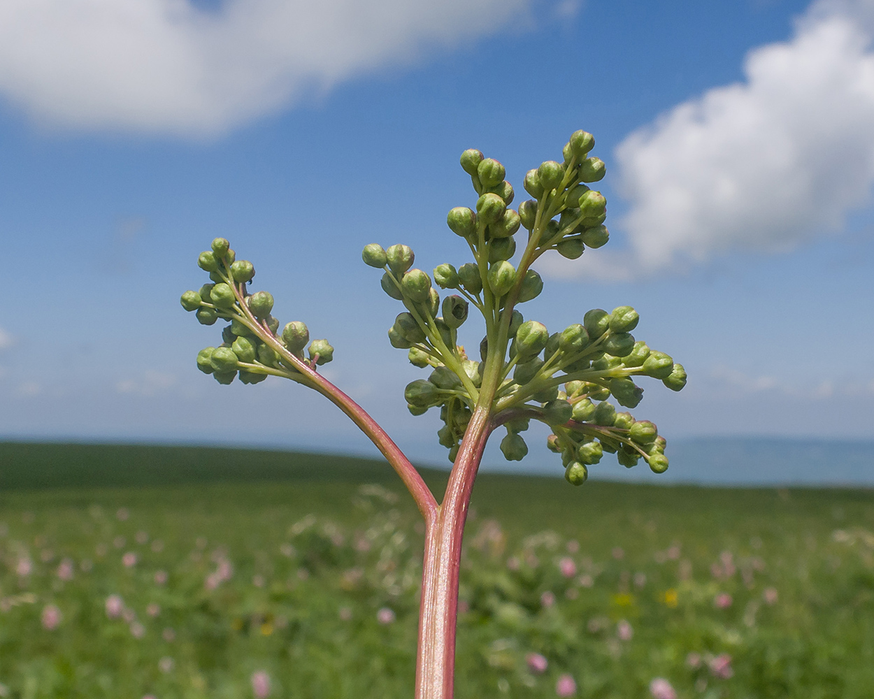 Image of Filipendula vulgaris specimen.