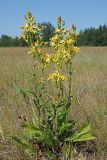 Senecio paucifolius. Цветущие растения. Ульяновская обл., Мелекесский р-н, долина р. Бирля, остепнённый луг с участками засоления. 12.08.2023.