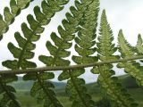 Dryopteris filix-mas. Часть вайи с сорусами (вид на абаксиальную поверхность). Казахстан, Западный Алтай, горы Таловка (Собачьи Горы) у пер. Седло в окр. с. Солдатово, ≈ 1450 м н.у.м., луговое разнотравье. 5 июля 2024 г.