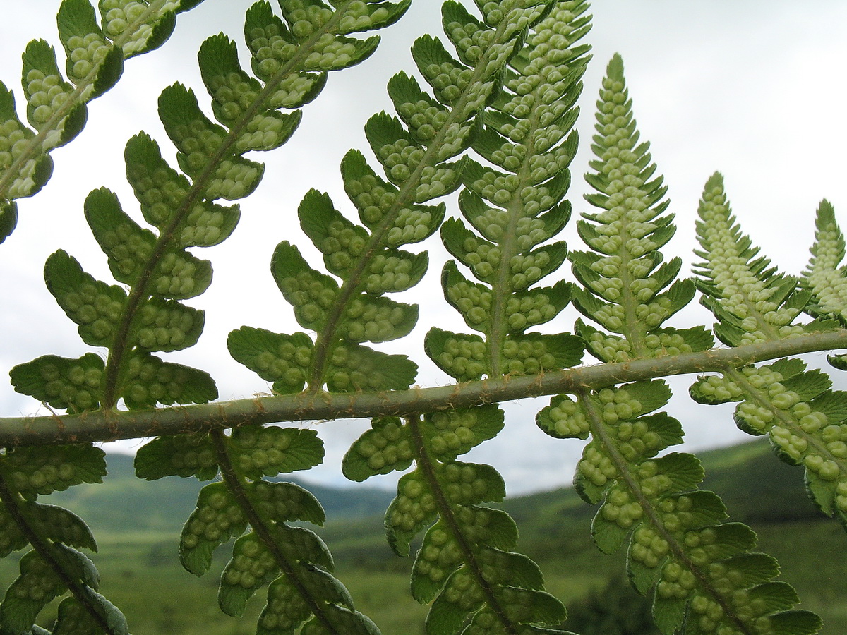 Image of Dryopteris filix-mas specimen.