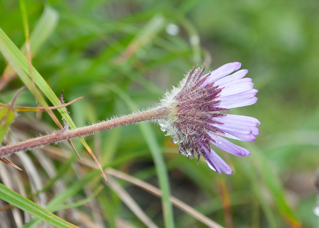 Изображение особи Erigeron thunbergii.