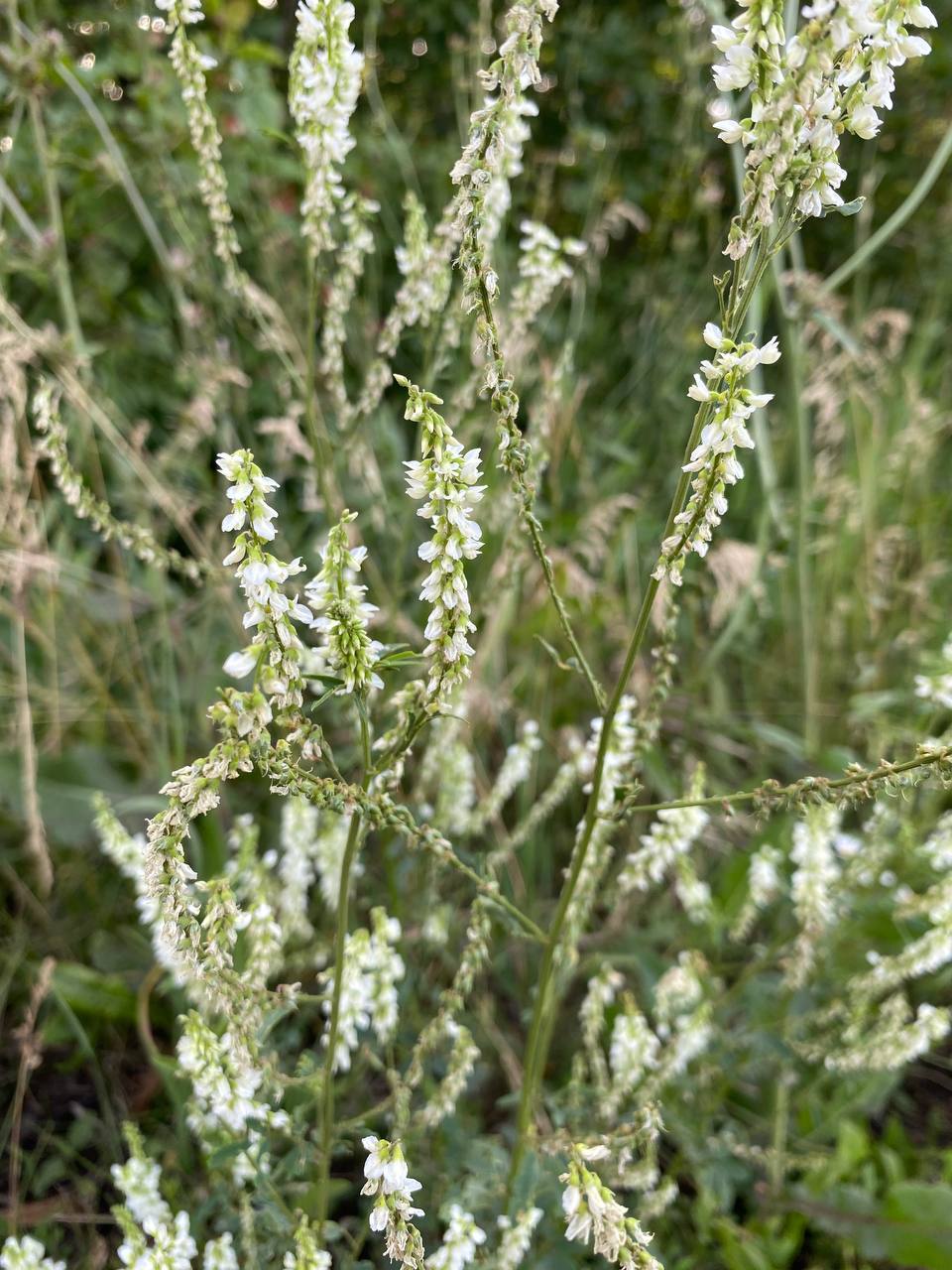 Image of Melilotus albus specimen.