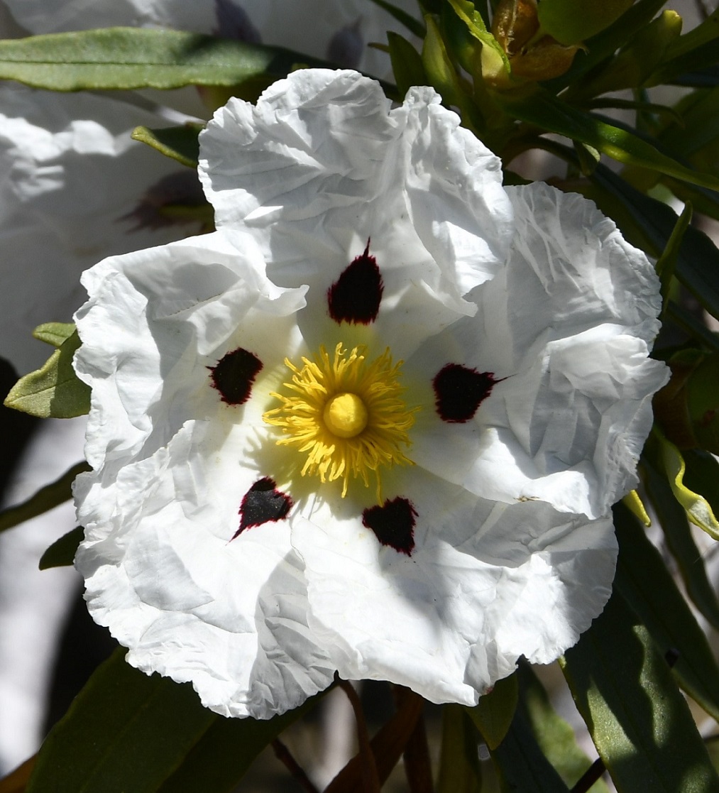 Изображение особи Cistus ladanifer.