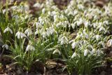 Galanthus nivalis