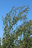 View full-size image Chenopodium striatiforme