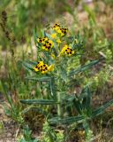 View full-size image Arnebia coerulea