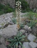 Смотреть изображение Eremurus lactiflorus