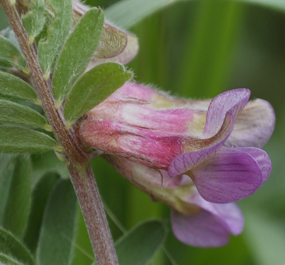 Изображение особи Vicia striata.