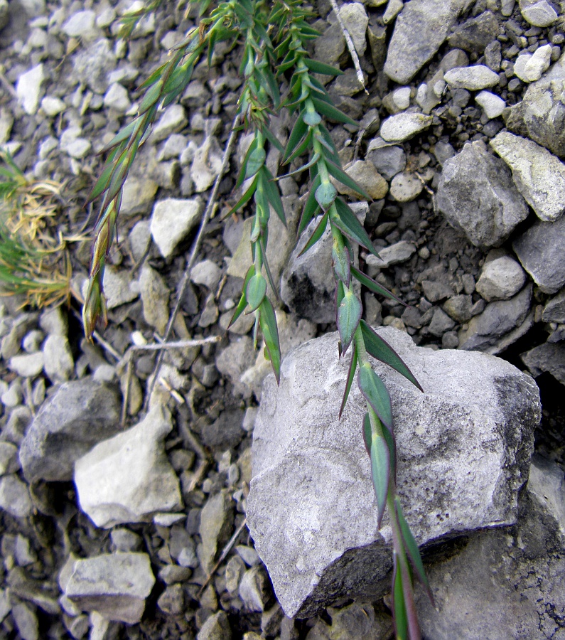 Image of Linum narbonense specimen.