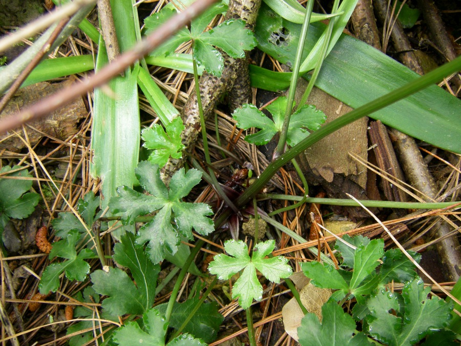 Image of Sanicula europaea specimen.