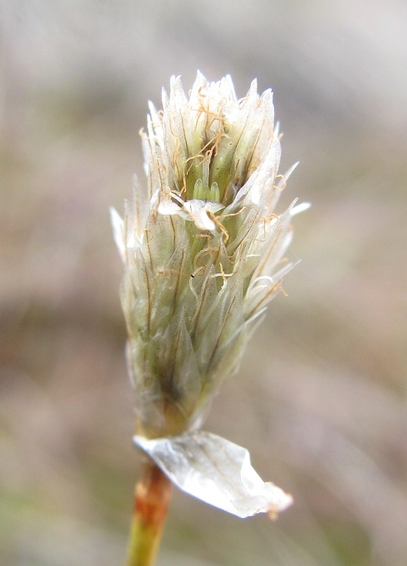 Изображение особи род Eriophorum.