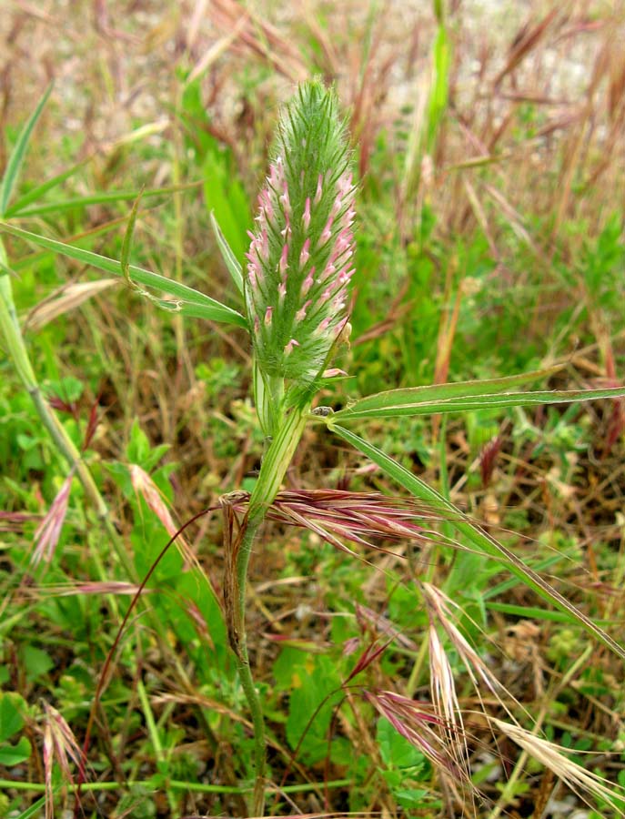 Image of Trifolium angustifolium specimen.