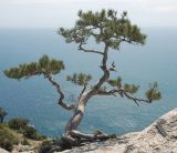 Pinus pallasiana. Взрослое дерево. Крым, Южный берег, гора Караул-Оба. 06.05.2011.