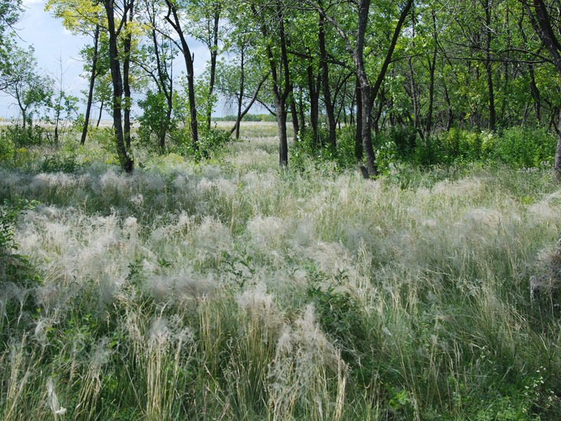 Изображение особи род Stipa.