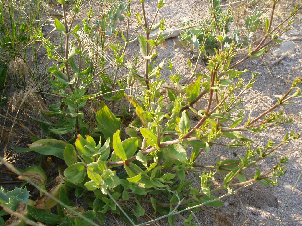 Image of Gypsophila perfoliata specimen.