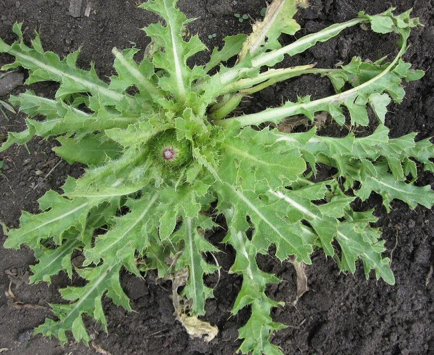 Изображение особи Cirsium esculentum.