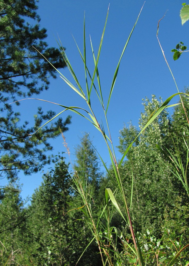 Image of Calamagrostis phragmitoides specimen.