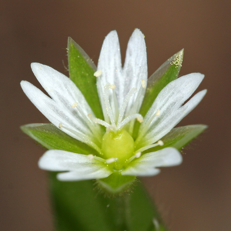 Image of Cerastium holosteoides specimen.