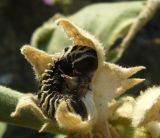 Alcea rhyticarpa. Дробный плод с осыпающимися плодиками-орешками. Копетдаг, Чули. Конец июня 2011 г.