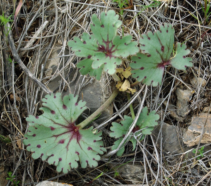 Image of Delphinium longipedunculatum specimen.