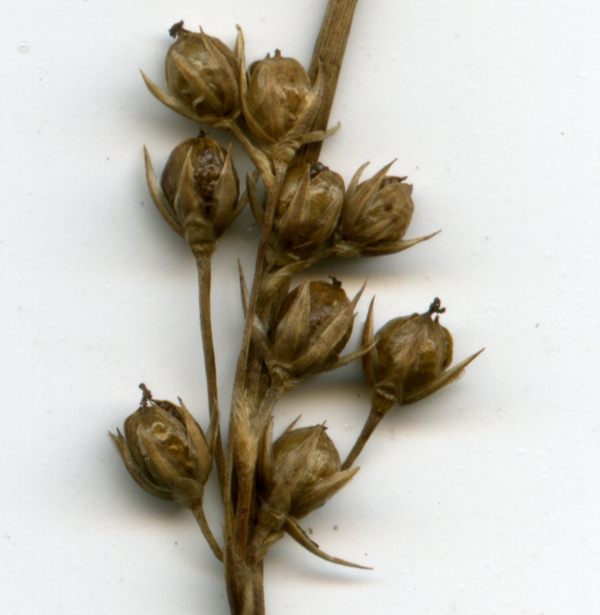 Image of Juncus filiformis specimen.