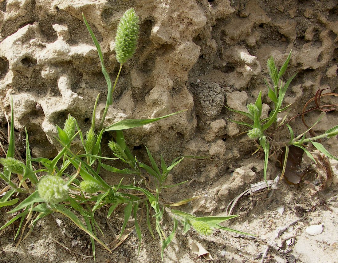 Изображение особи Rostraria cristata.