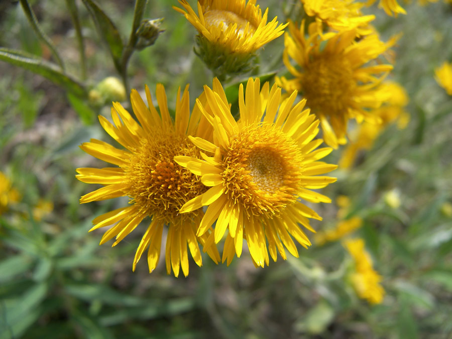 Image of Inula oculus-christi specimen.